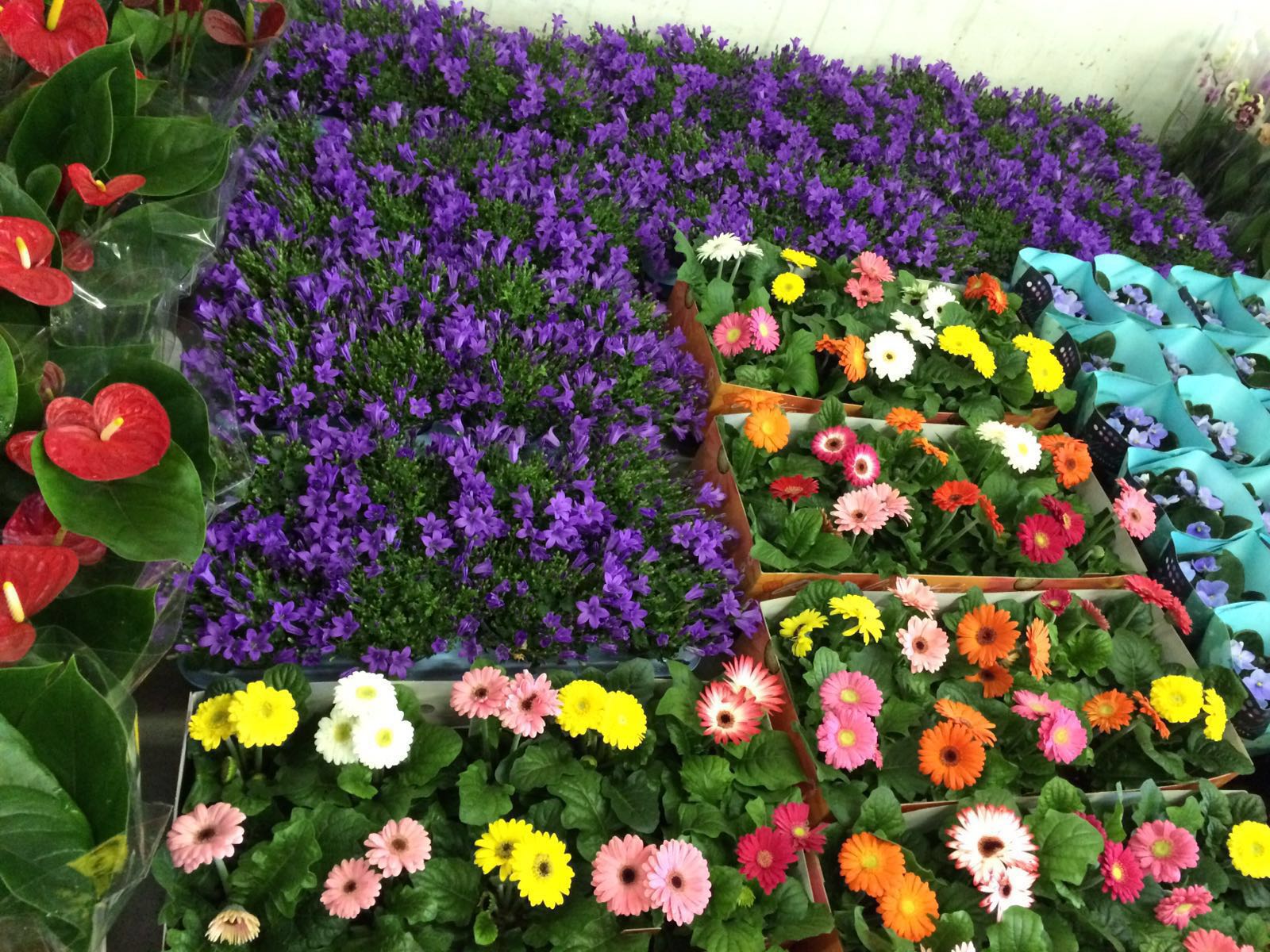 Deň matiek vo Fiori