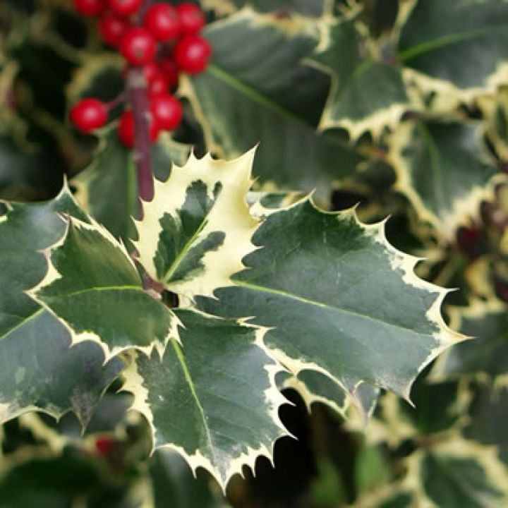 Cezmína ostrolistá ( Ilex aquifolium )