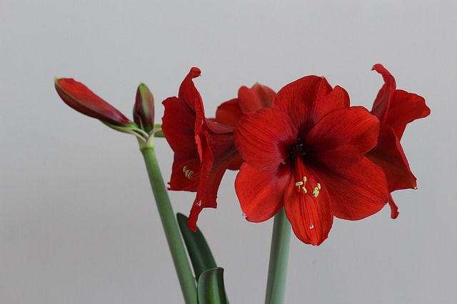 Zornica ( Hippeastrum )
