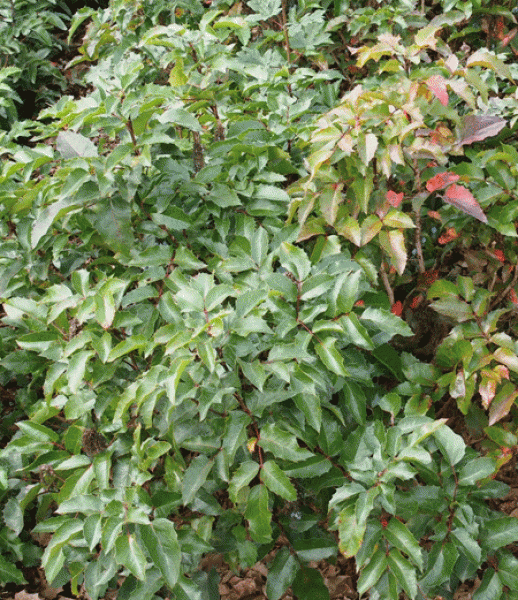 Mahonia aquifolium Apollo